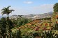 Springtime in the Sub-Tropical Azores Image 4